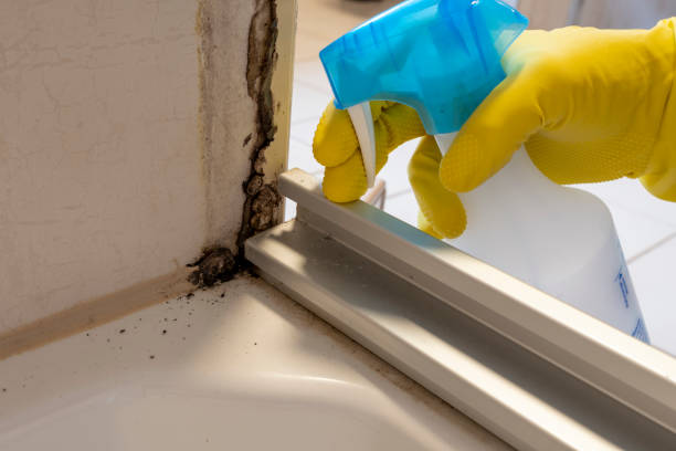 Professional Mold Removal in Armona, CA