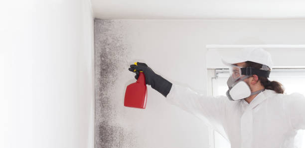 Attic Mold Removal in Armona, CA