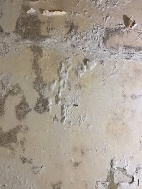 Best Mold Testing  in Armona, CA