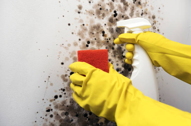 Best Local Mold Removal Service  in Armona, CA